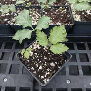 Cardamine maxima (Large Toothwort)