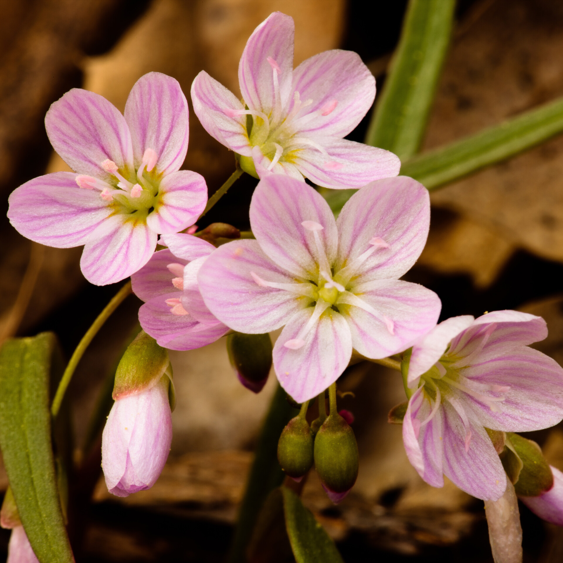Claytonia virginica (Spring Beauty)