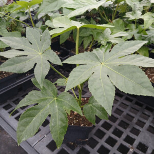 Fatsia japonica (Japanese Aralia)