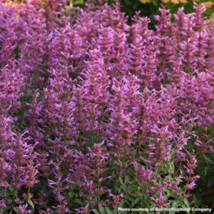 Agastache Summerlong Lilac
