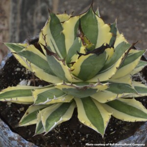 Agave titanota Snaggle Tooth (Rancho Tambor Agave)