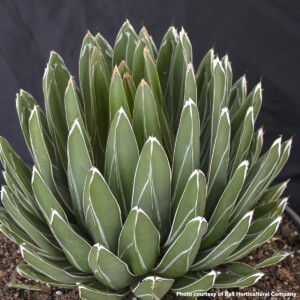 Agave victoriae-reginae Porcupine (Queen Victoria Agave)