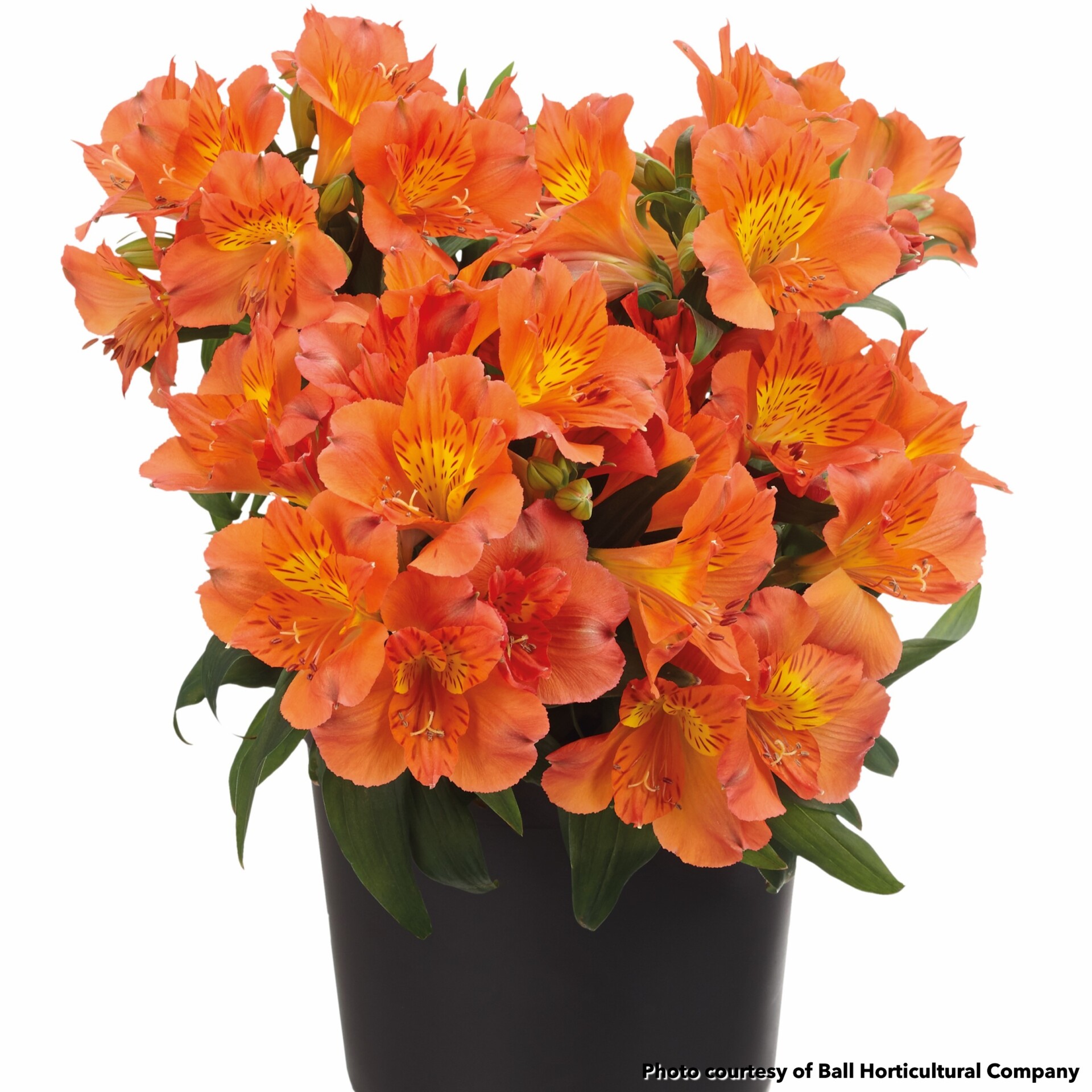 Alstroemeria Colorita Amina (Peruvian Lily)