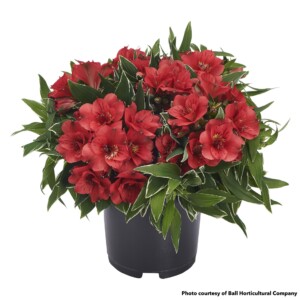 Alstroemeria Colorita Katiana (Peruvian Lily)