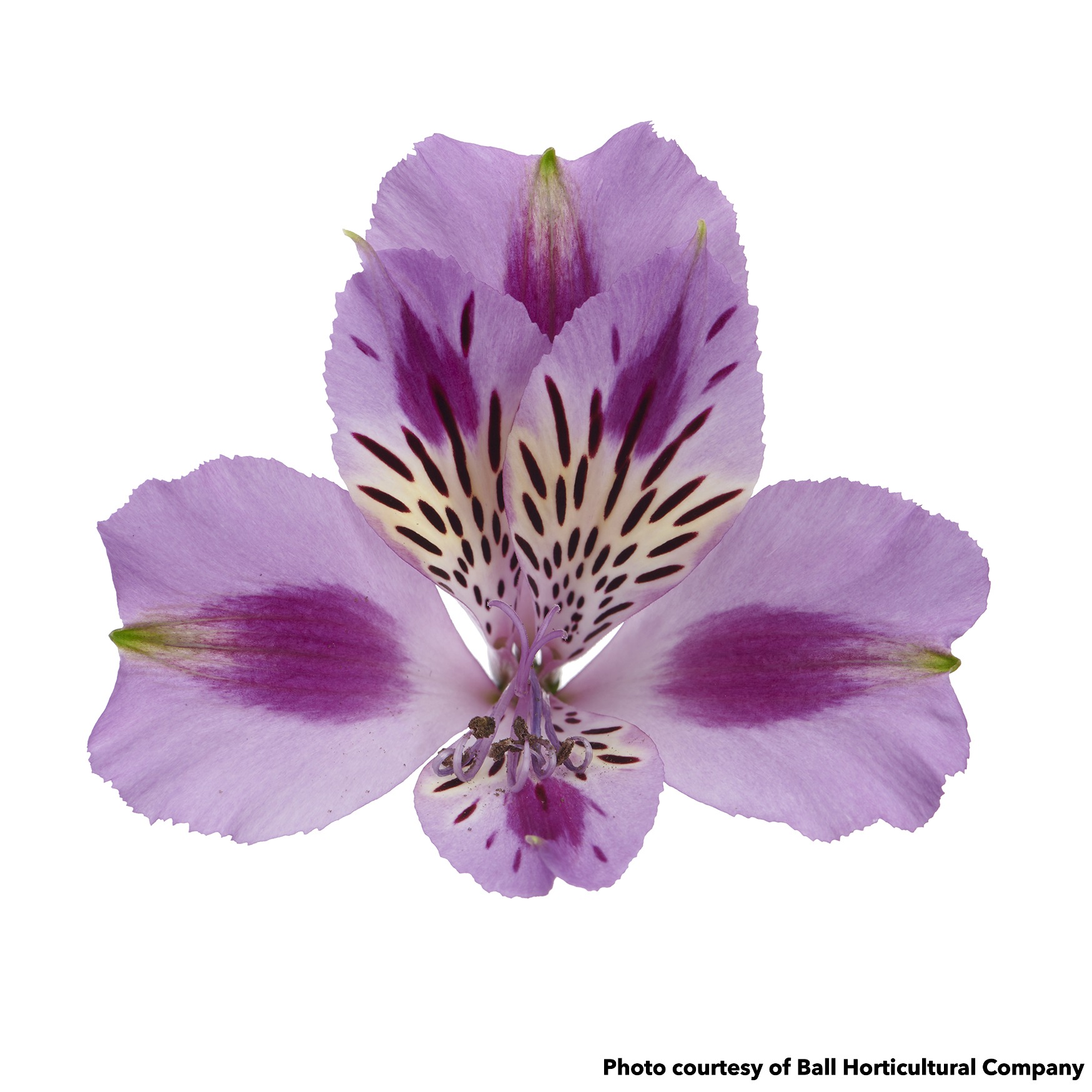 Alstroemeria Colorita Mulan (Peruvian Lily) - Image 2