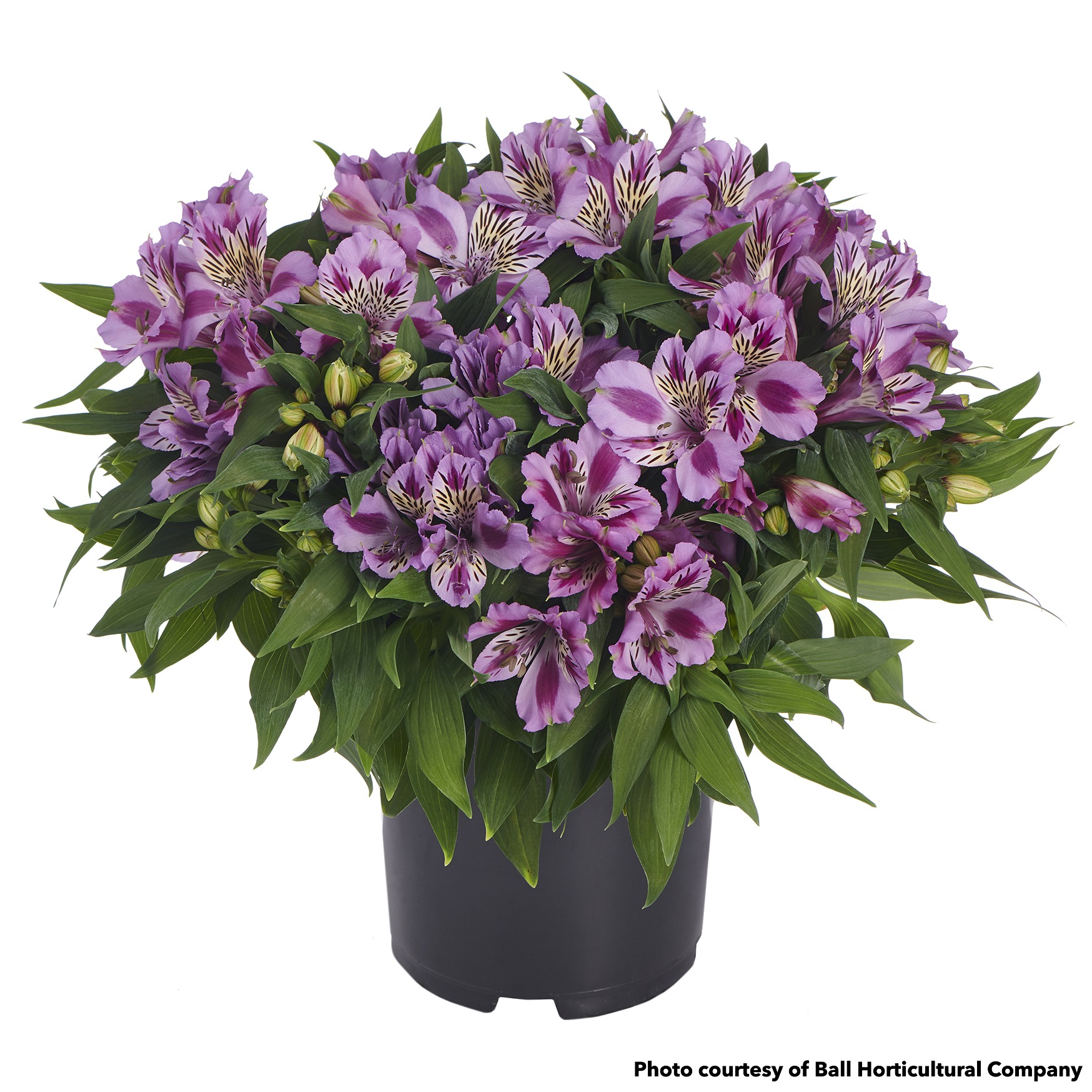 Alstroemeria Colorita Mulan (Peruvian Lily)