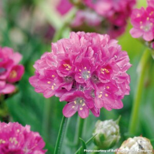 Armeria maritima Morning Star Deep Rose (Sea Thrift)
