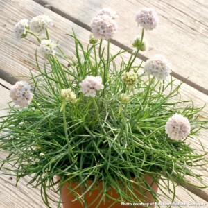 Armeria maritima Morning Star White (Sea Thrift)