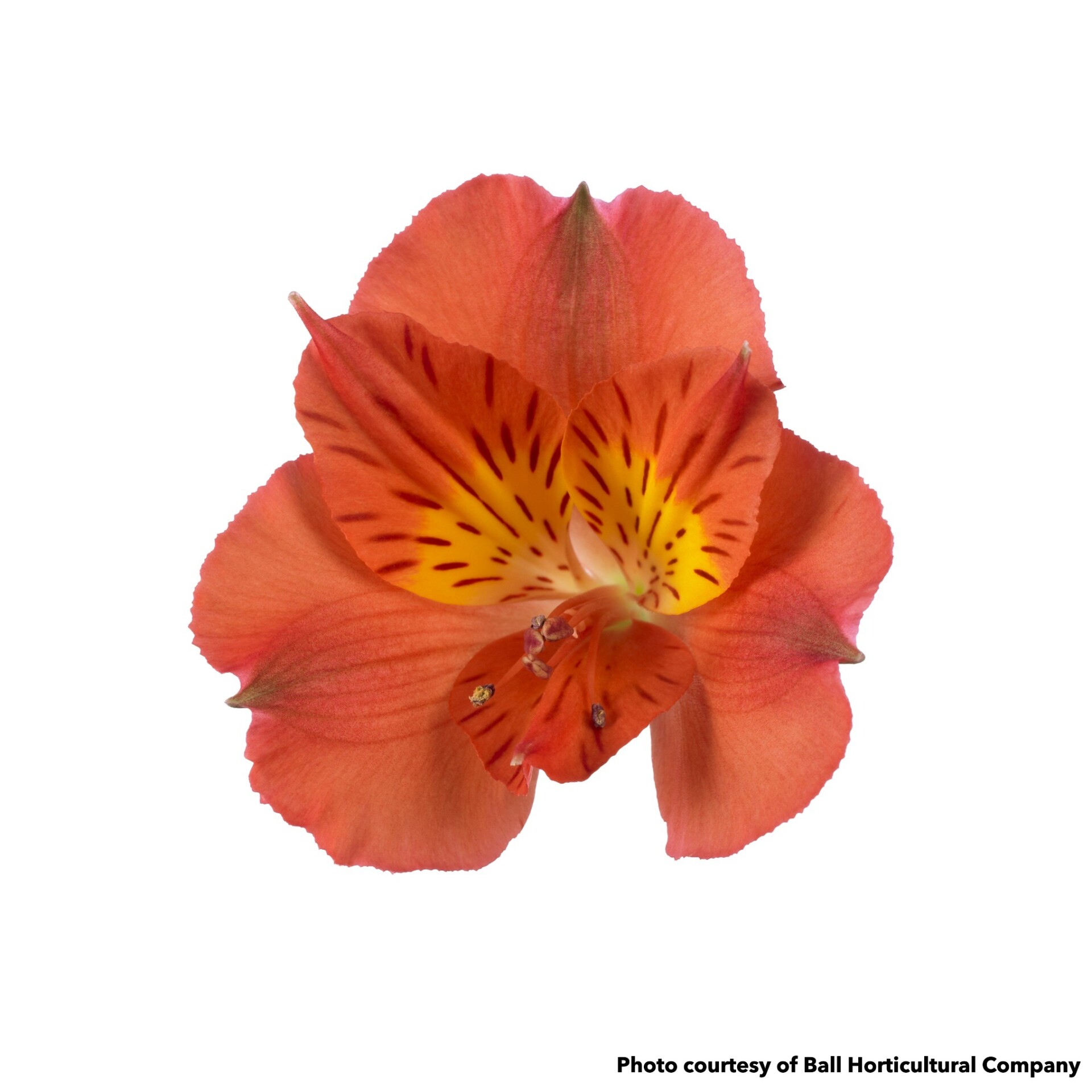 Alstroemeria Colorita Amina (Peruvian Lily) - Image 2