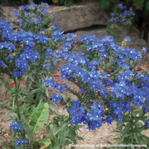 Anchusa capensis Blue Angel (Summer Forget-Me-Not)