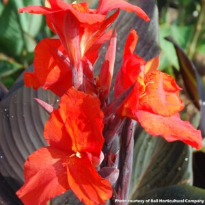 Canna Velvet Red Africa (Cana Lily)