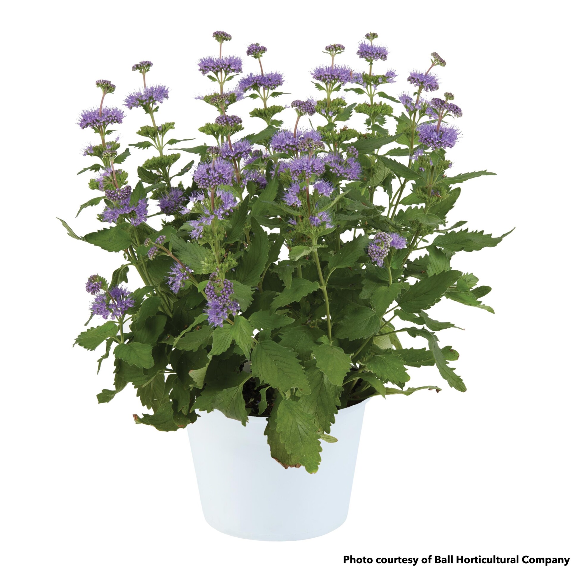 Caryopteris incana Pavillion Blue (Bluebeard)