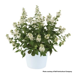 Caryopteris incana Pavillion White (Bluebeard)