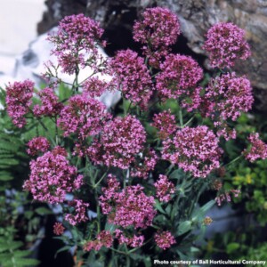Centranthus ruber Pretty Betsy (Red Valerian)
