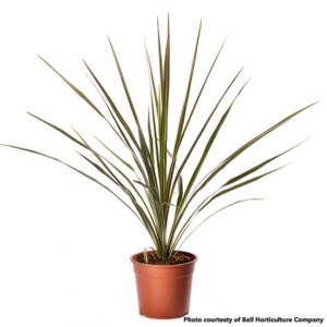 Cordyline australis Torbay Dazzler (Torbay Dazzler Grass Palm)