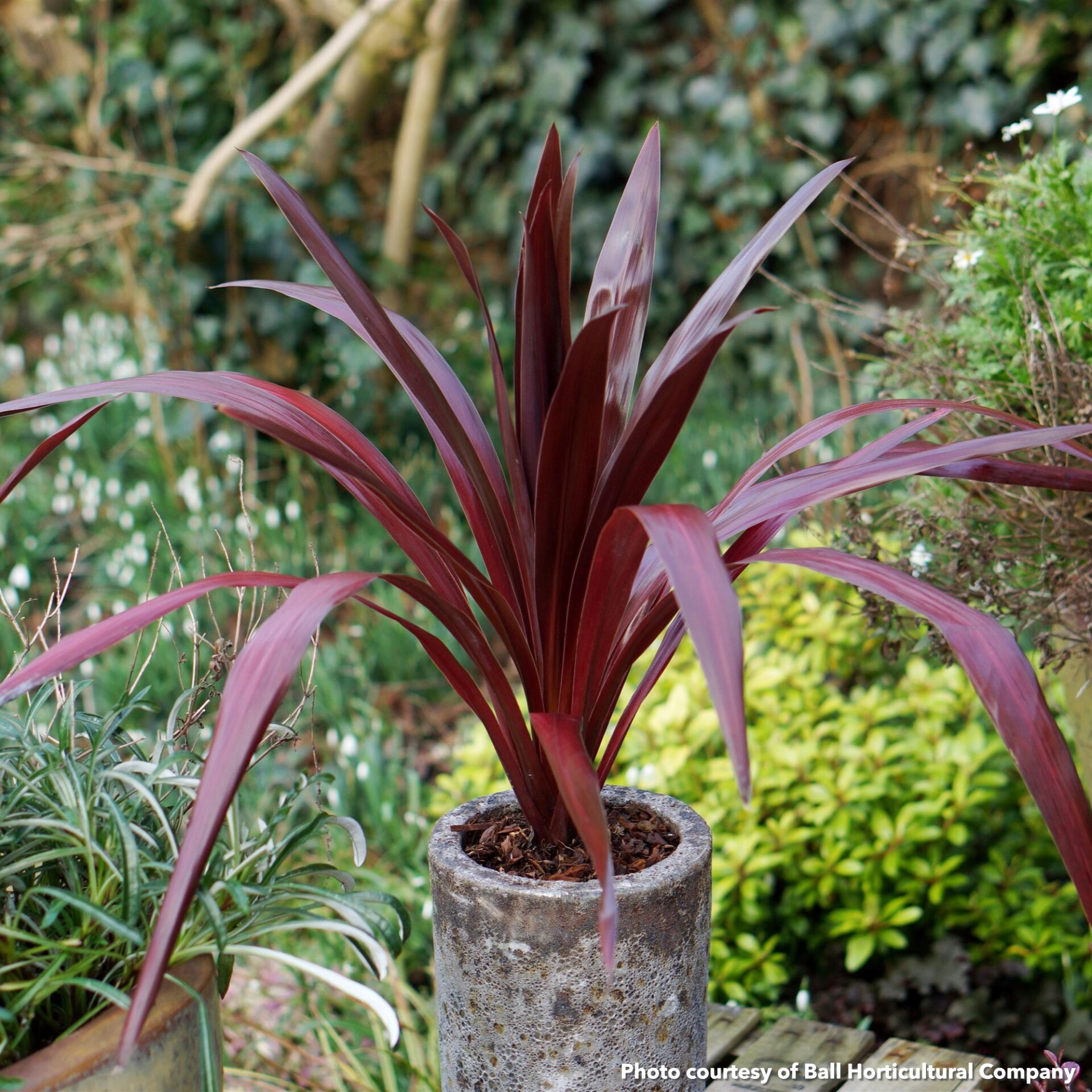 Cordyline obtecta Superstar (Albatross)