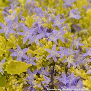 Campanula garganica Dicksons Gold (Adriatic Bellflower)