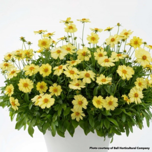 Coreopsis Solanna Glow (Tickseed)