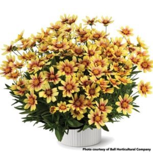 Coreopsis Solanna Sunset Burst (Tickseed)