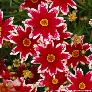 Coreopsis x Ruby Frost (Tickseed)