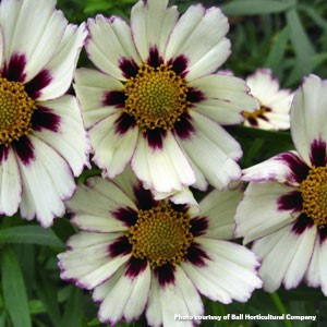 Coreopsis x Starcluster (Tickseed)