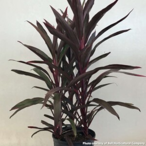 Cordyline australis Red Sensation (Cabbage Tree)