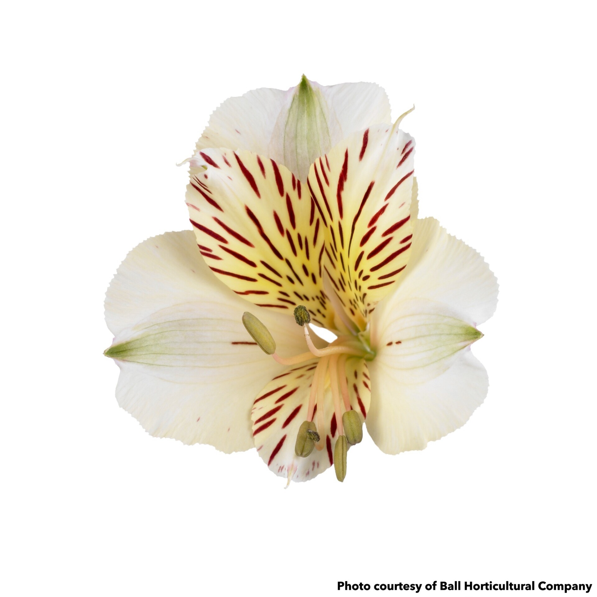 Alstroemeria Colorita Fabiana (Peruvian Lily) - Image 2