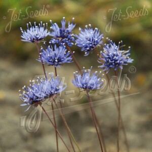 Jasione montana (Sheep's Bit)