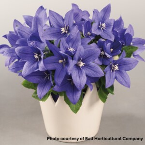Platycodon grandiflorus PopStar Blue (Balloon Flower)