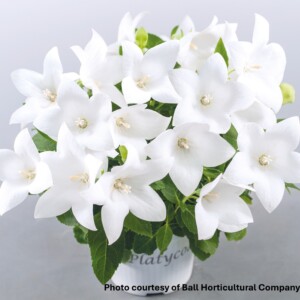 Platycodon grandiflorus PopStar White (Balloon Flower)