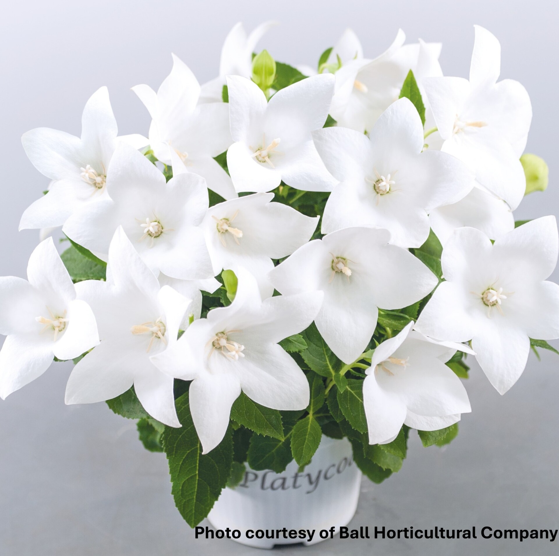 Platycodon grandiflorus PopStar White (Balloon Flower)
