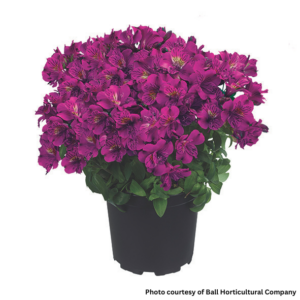 Alstroemeria Colorita Tamara (Peruvian Lily)