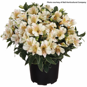 Alstroemeria Colorita Fabiana (Peruvian Lily)