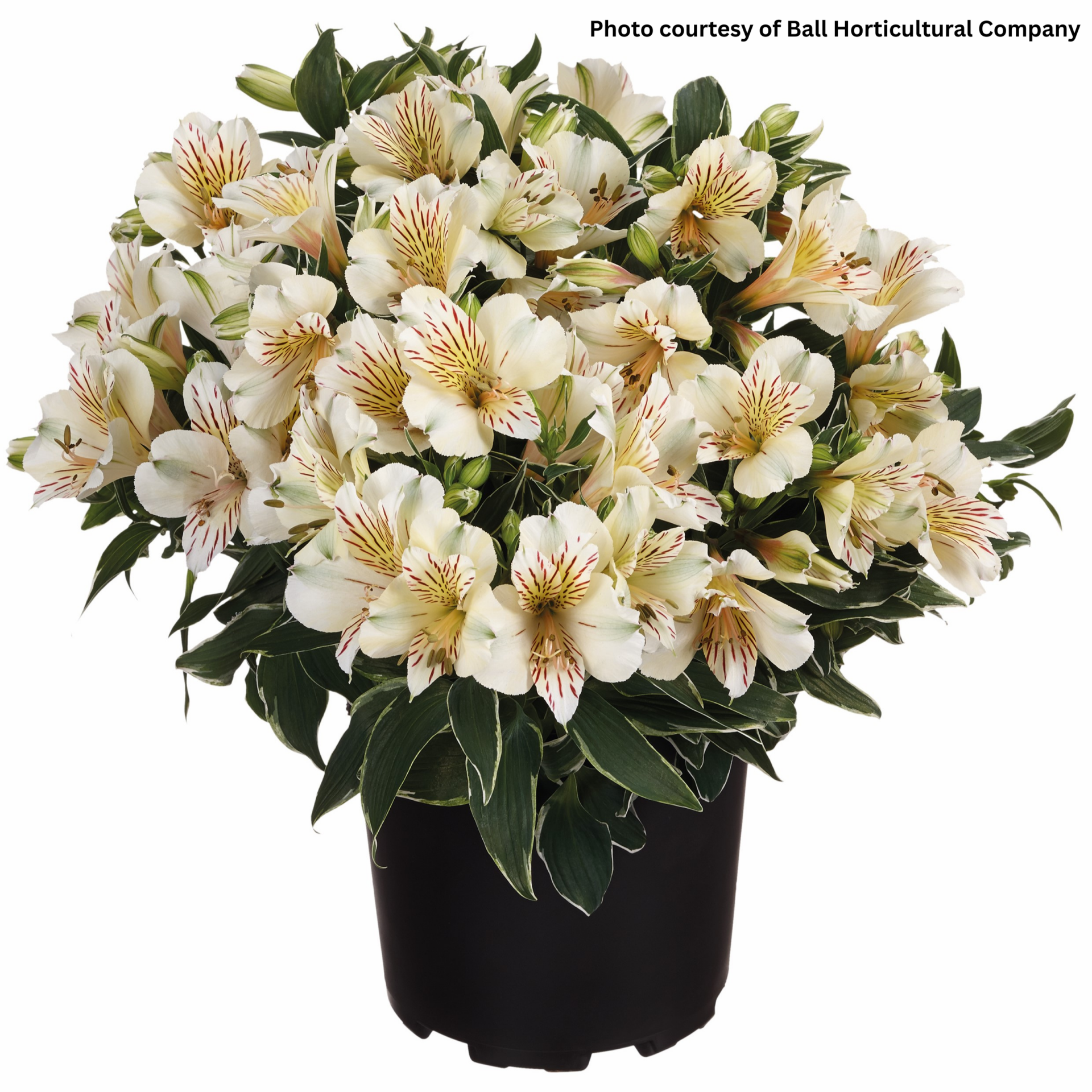 Alstroemeria Colorita Fabiana (Peruvian Lily)