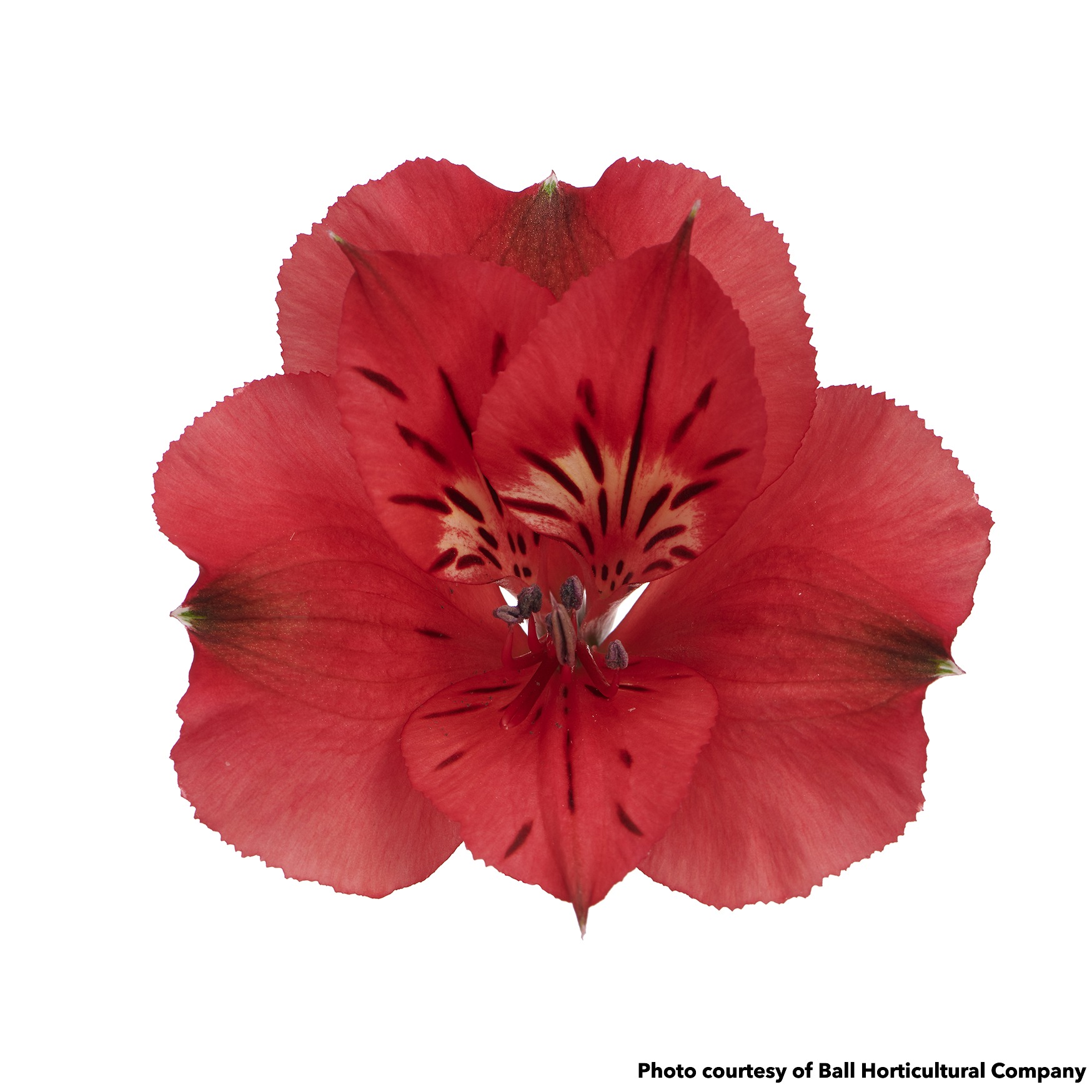 Alstroemeria Colorita Katiana (Peruvian Lily) - Image 2