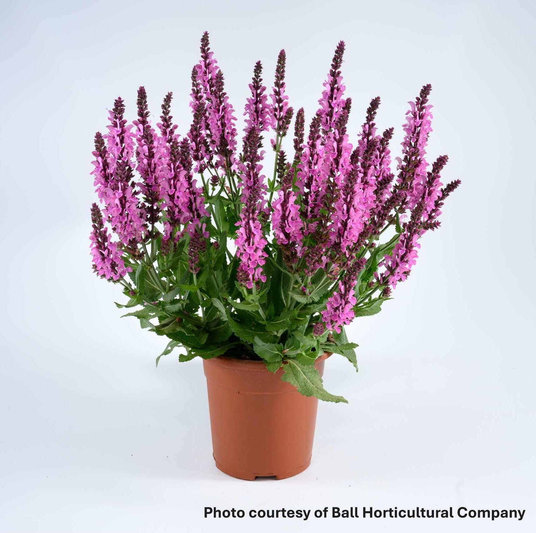 Salvia nemorosa Pink Nebula (Meadow Sage)