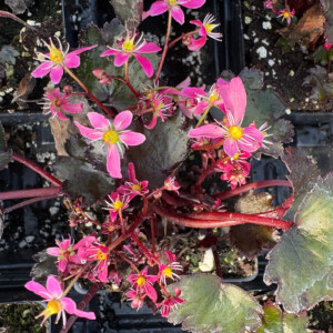 Saxifraga fortunei Black Ruby (Japanese Rock Foil)