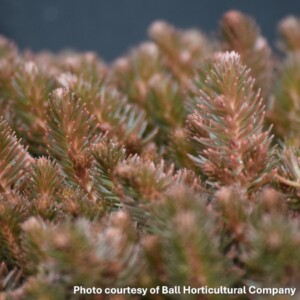 Sedum hakonense Chocolate Ball (Stonecrop)