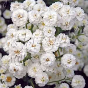 Achillea ptarmica Ballerina (Sneezewort)