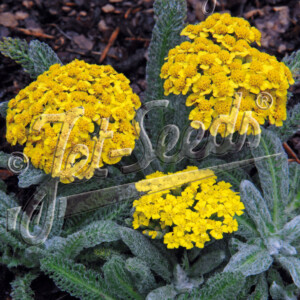 Achillea tomentosa Golden Fleece (Wooly Yarrow)