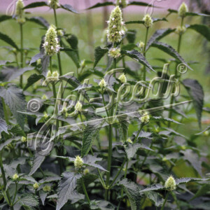 Agastache nepetoides (Yellow Giant Hyssop)
