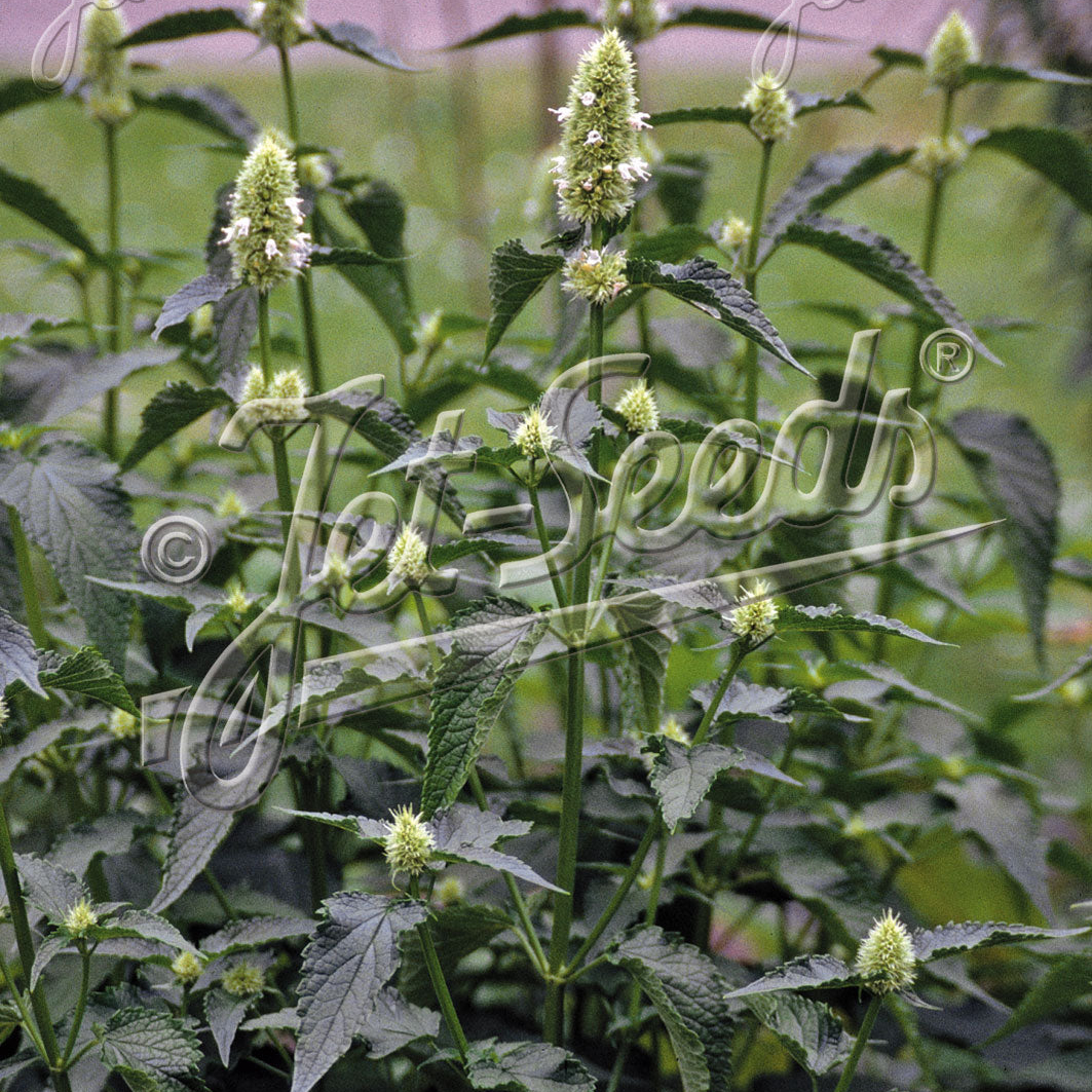 Agastache nepetoides (Yellow Giant Hyssop)