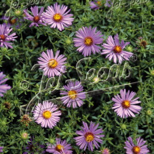 Aster oblongifolius (Aromatic Aster)