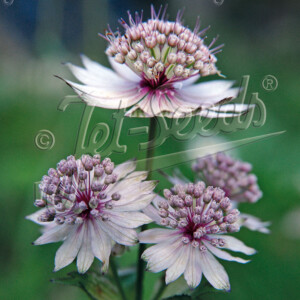 Astrantia major (Masterwort)