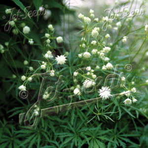 Astrantia minor (Lesser Masterwort)