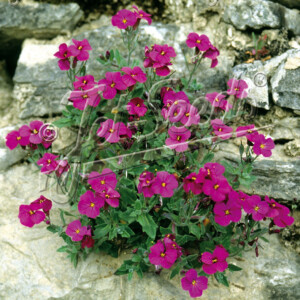 Aubrieta x Red Cascade (Rock Cress)