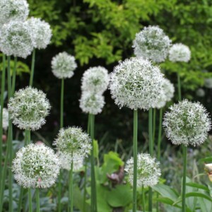 Allium stipitatum Mount Everest (Ornamental Onion)
