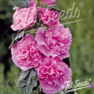 Alcea rosea plena Chater's Pink (Hollyhock)