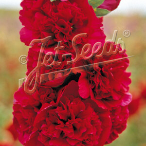 Alcea rosea plena Chater's Red (Hollyhock)