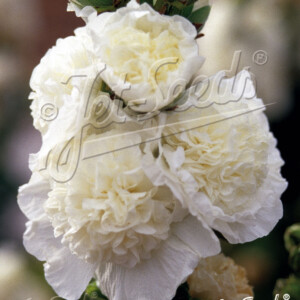 Alcea rosea plena Chater's White